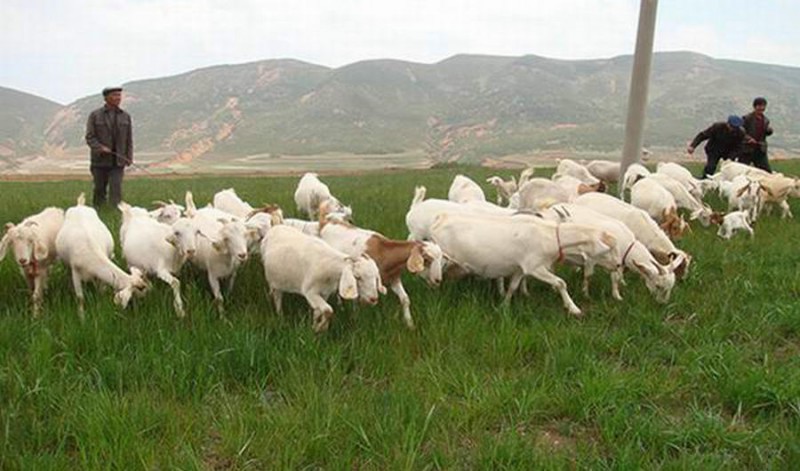 長(zhǎng)春養(yǎng)殖場(chǎng)專(zhuān)業(yè)反滲透純凈水設(shè)備